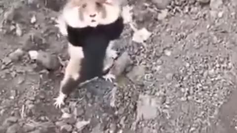 Crazy hamster looking creature gets scared