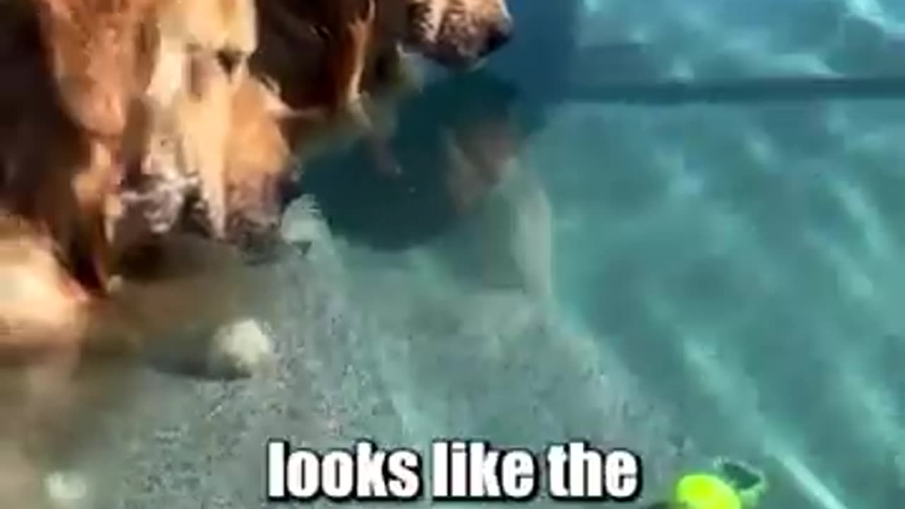 Dogs Lose Ball in the Pool! Ft- thegoldenbros_t.b