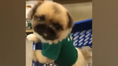 These Adorable Pets Are Here to Make You Laugh! 🐾❤️