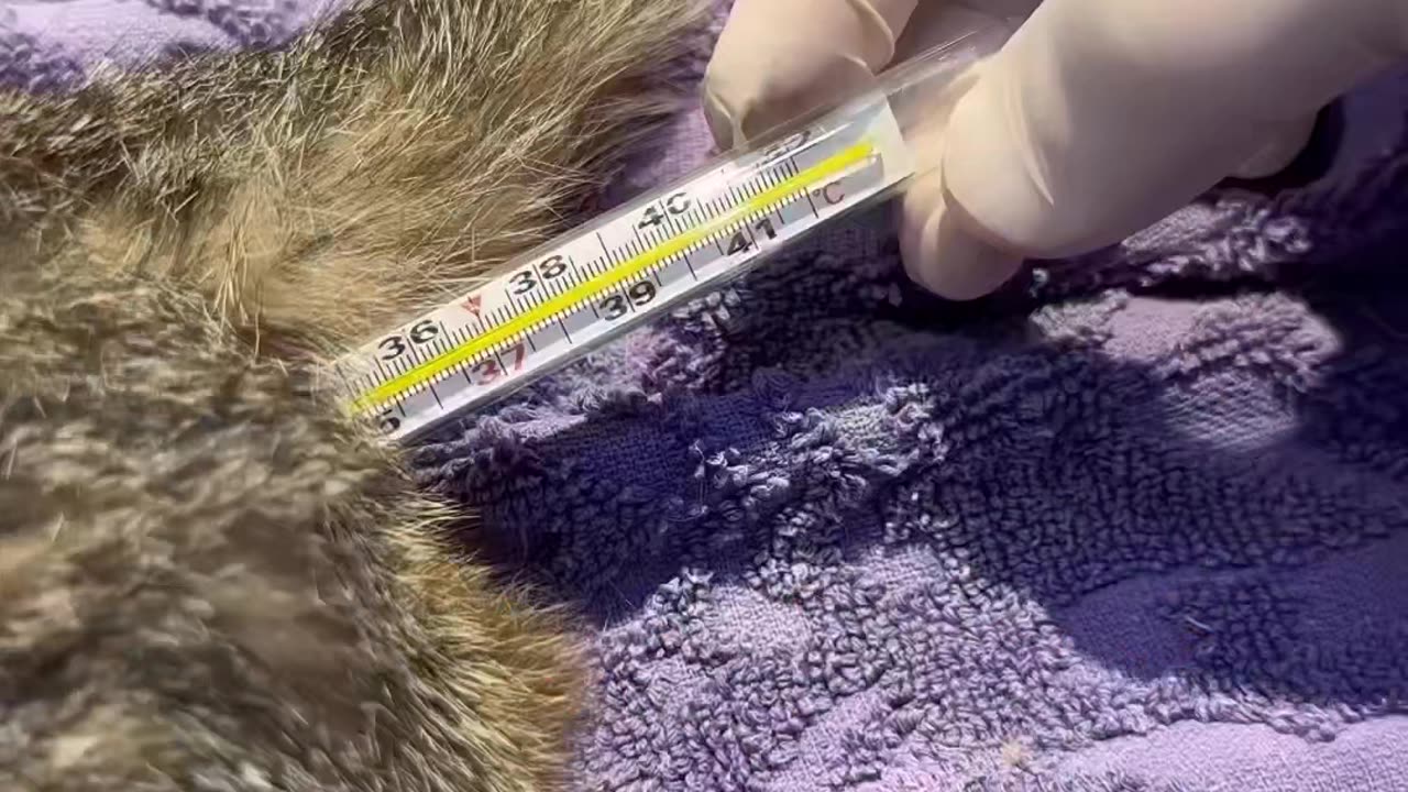 Fanny animale
