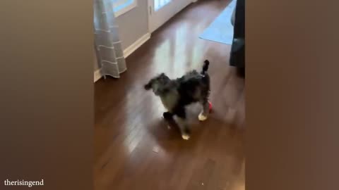 funny cats