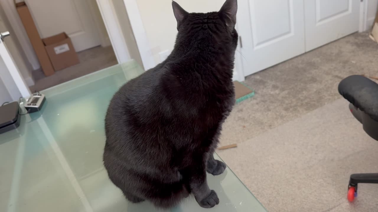 Cute Piper Cat Works on Her Desk - Adopting a Cat from a Shelter Vlog