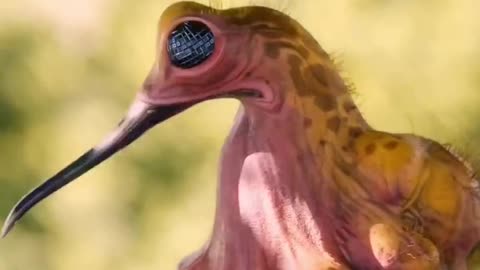 Testicollar Trilobite Bird #shorts #shortvideo#video #virals #videoviral