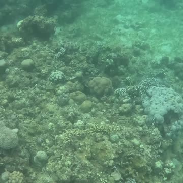 Beauty Beneath the Waves, Snorkeling In The Morning