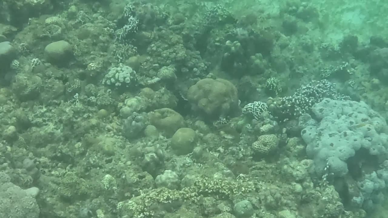 Beauty Beneath the Waves, Snorkeling In The Morning