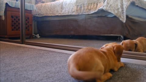 A dog fight with his reflection in mirror