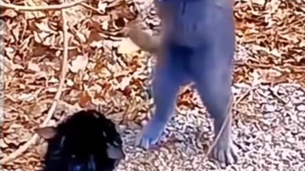 2 cats