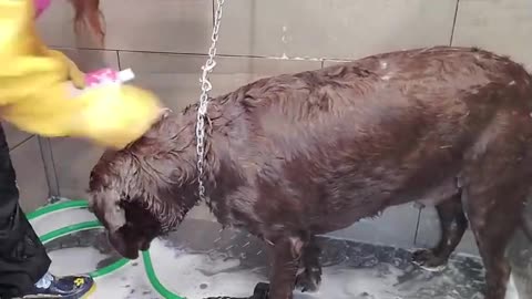 Chubby Labrador Retriever loves the groomers