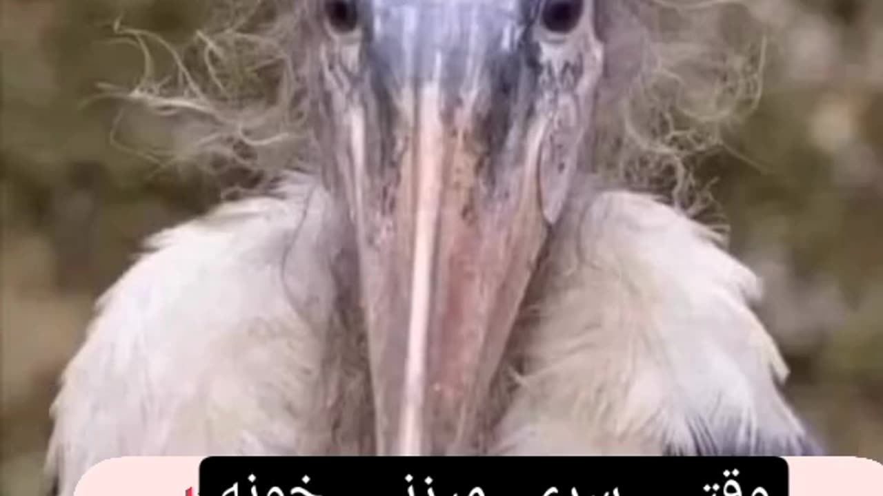 صرفا برای خنده😂