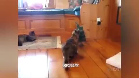 Funny pet video