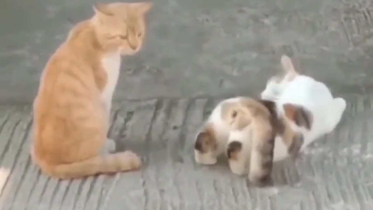 The Female Cat Teases The Orange Cat To Mate