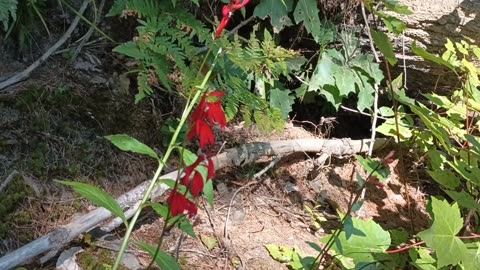 Cardinal Flower