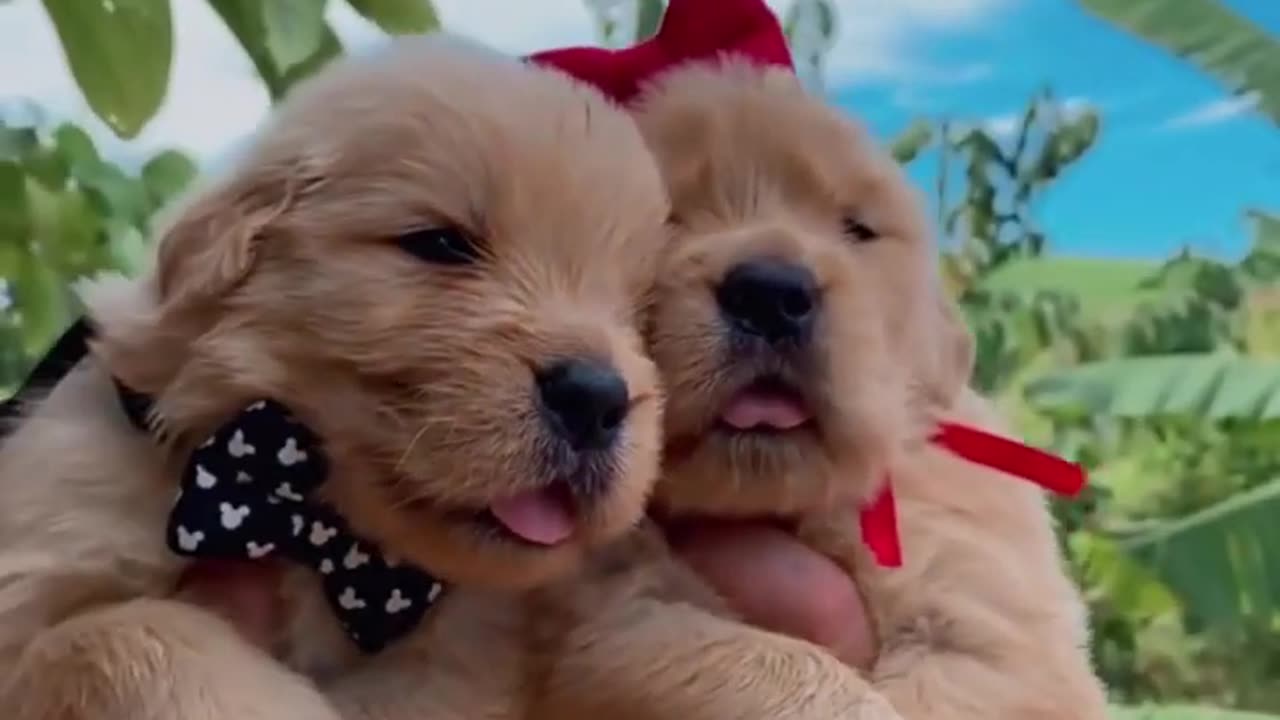 Cutest Puppy Brothers!