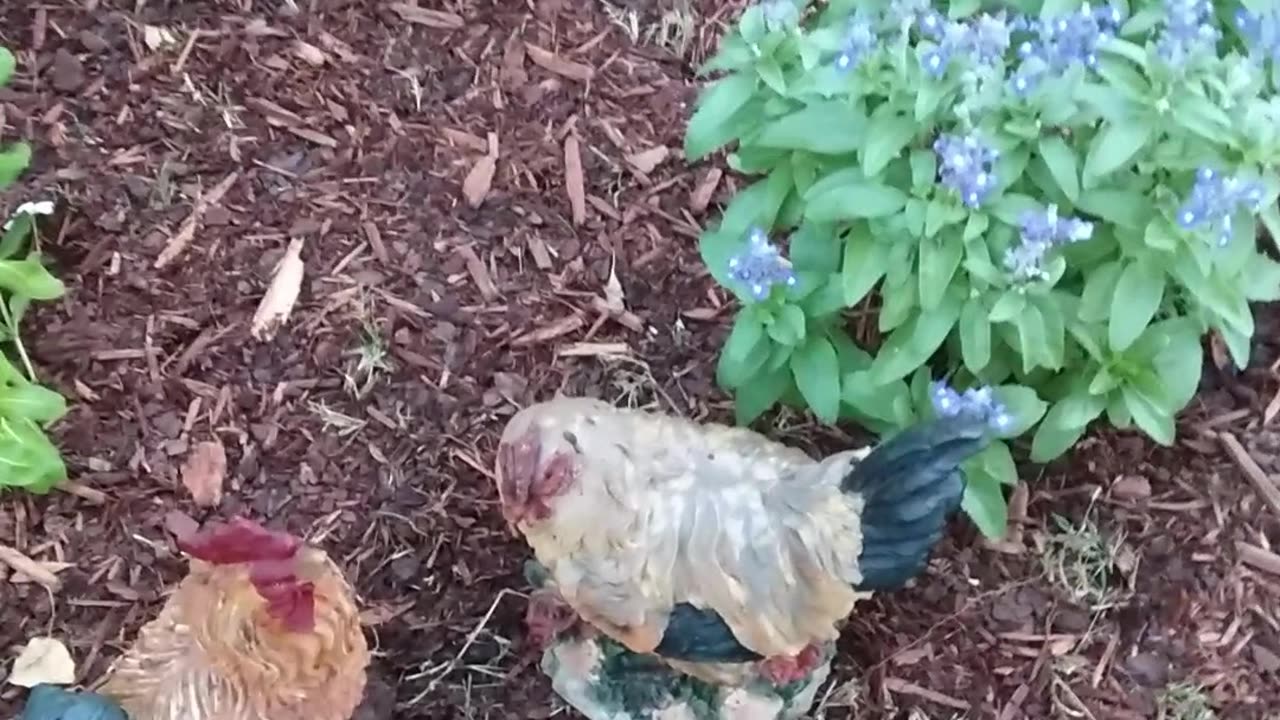 My Chicken Statues