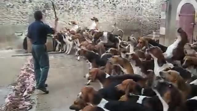At Chateau Cheverny, there was a wild dog feeding frenzy.
