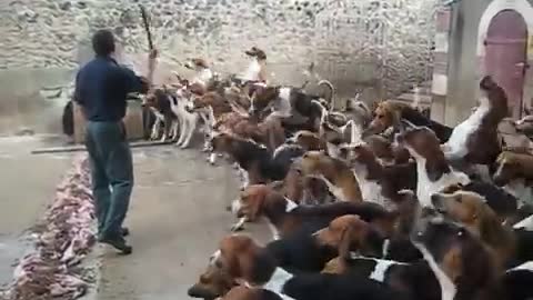 At Chateau Cheverny, there was a wild dog feeding frenzy.