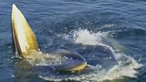 Whale meals time