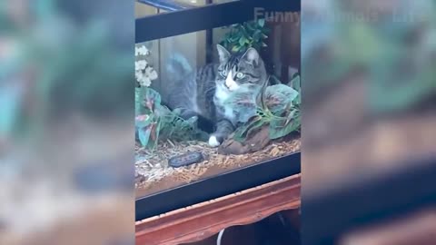 "Wild Laughter: The Funniest Animal Videos of All Time!"