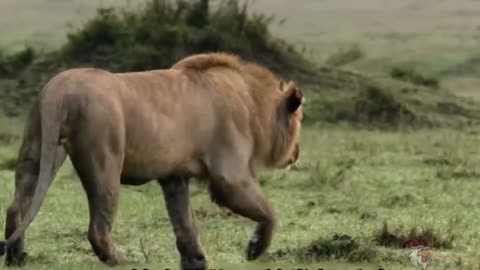 Animal Attack