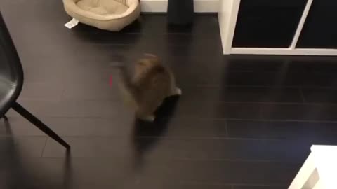 A cats's playfulness by following a laser on the ground