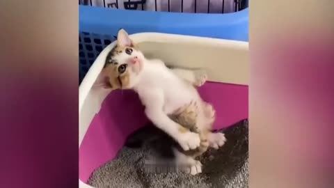 Funny cats video 2023 try not to lough