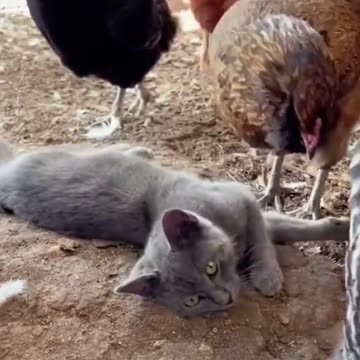 Chat 🐱 vs coq 🐓