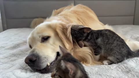 Golden Retriever Meets Funny Kittens