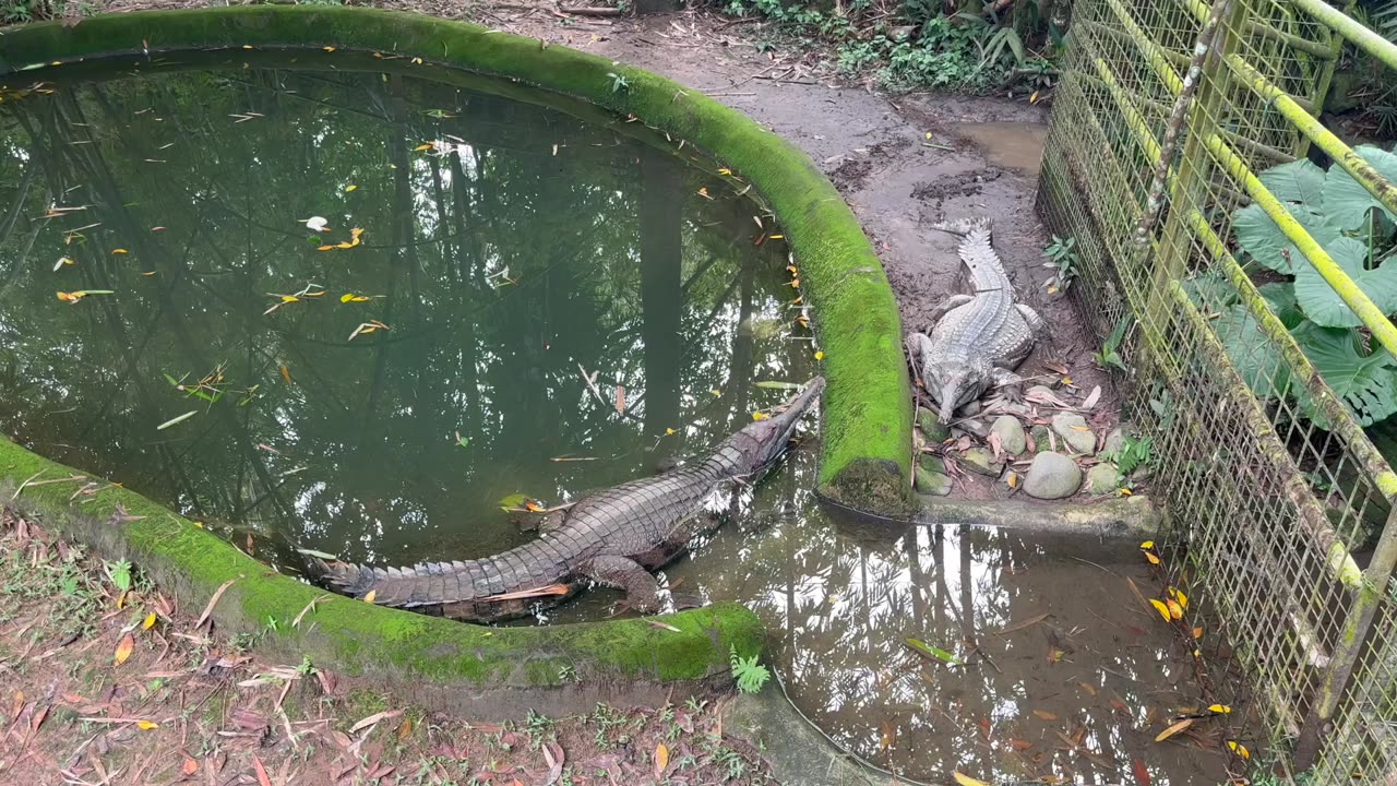 Never Put Your Head Down when a Man Eating Gharial is Nearby! SE Asia's most Feared Predator