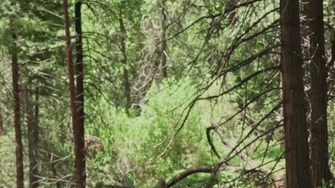 Deer feeding #deer #dear #forest #nature #pet #wild #animals #shorts