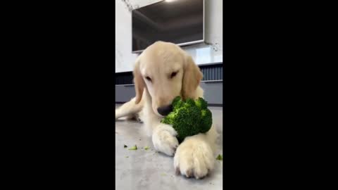 Adorable Dog Snacks on Broccoli