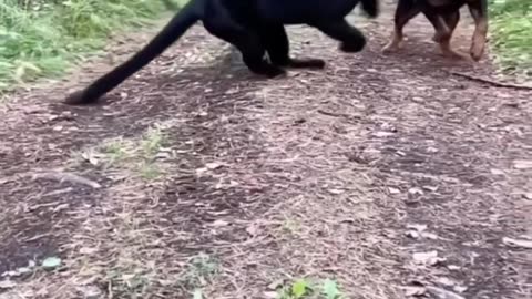 Luna playing with her sister