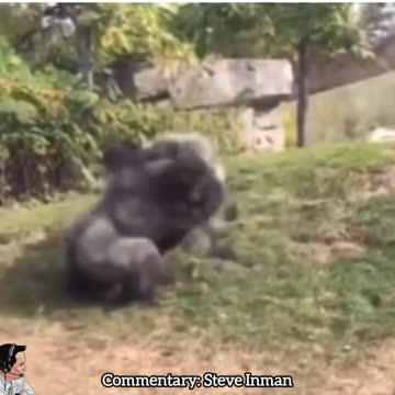 Gorilla Rumble