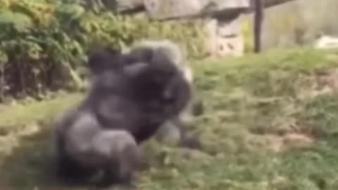 Gorilla Rumble