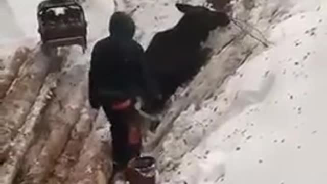 Some men helping a wild moose get out of trouble!