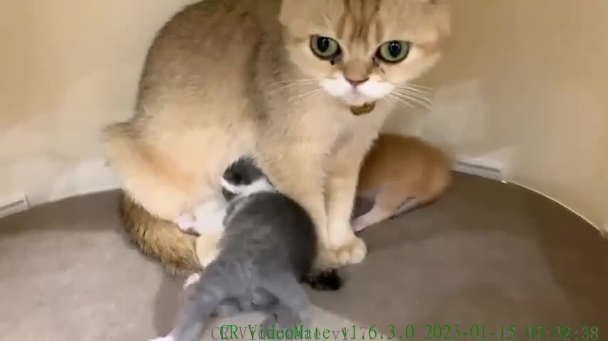 Mom cat purrs very loudly and licks her kittens