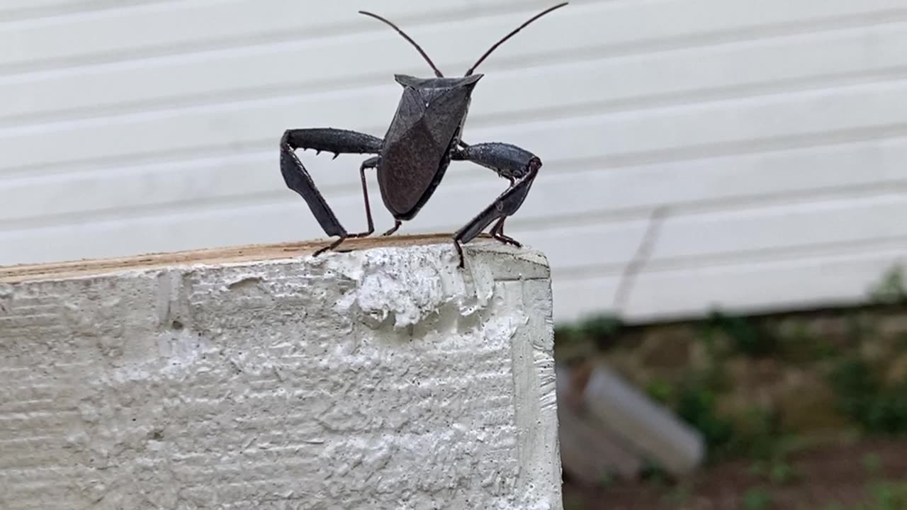 Huge Crazy Looking Bug Almost Killed Me! Wait for It!