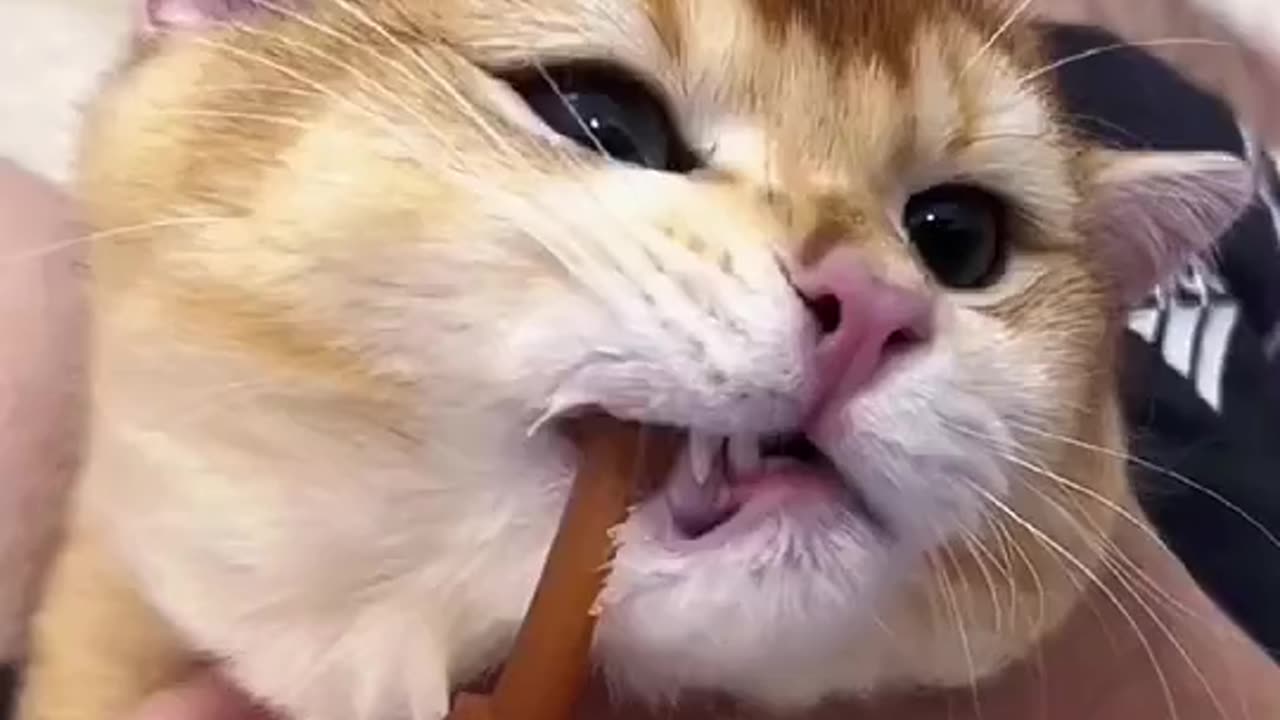 Dose your kitty likes brush teeth🧼#fyp #cat #catsoftiktok #catlover