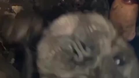 Funny animal reaction of 2022🤣||