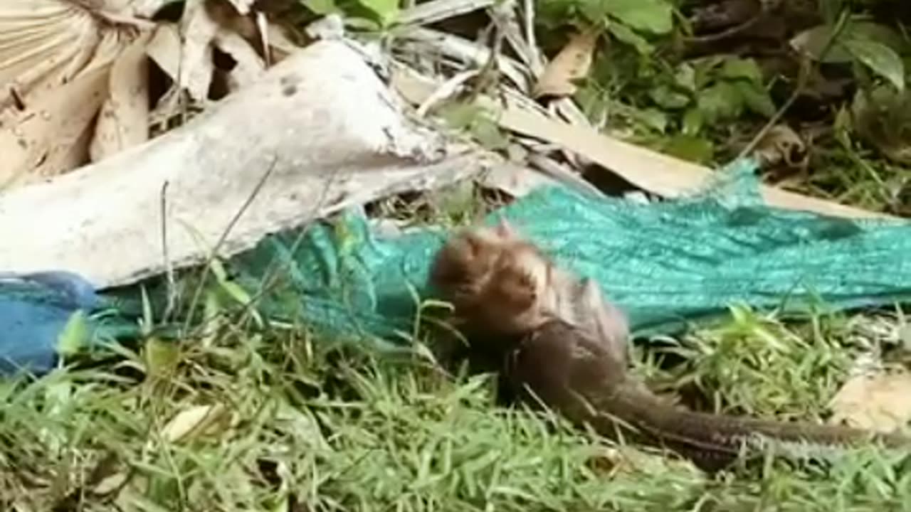 Fish attack to baby monkey