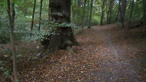 Pålsjö skog, Helsingborg 8 Okt. 2013