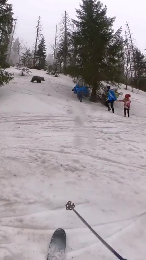 Bear attack ice skaters 🔥