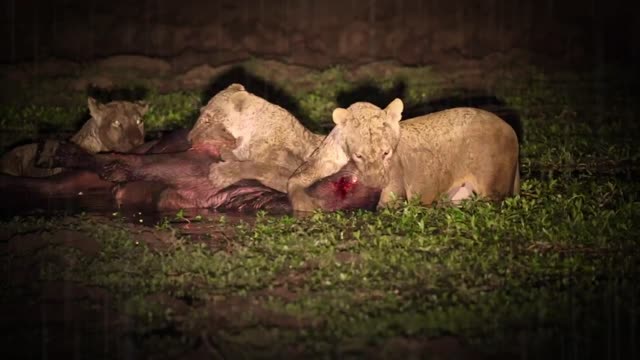 Terrible, the Lions slaughtered the wild buffalo until they were helplessly crushed