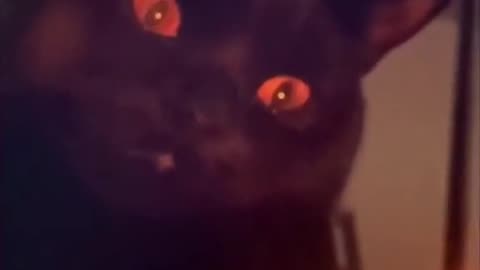 Best funny animal