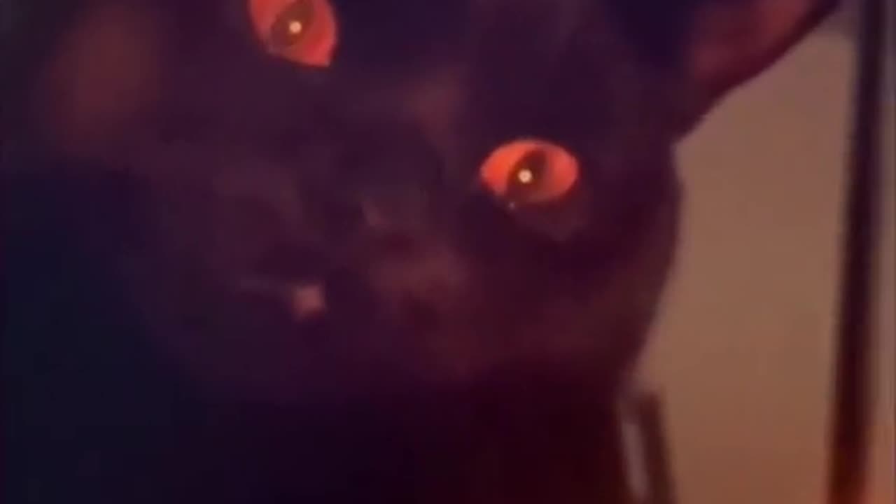 Best funny animal
