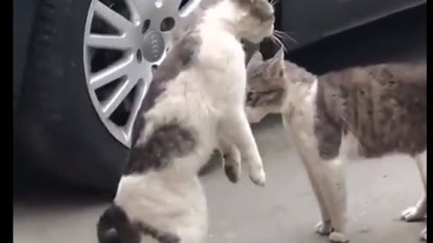 cats are fighting