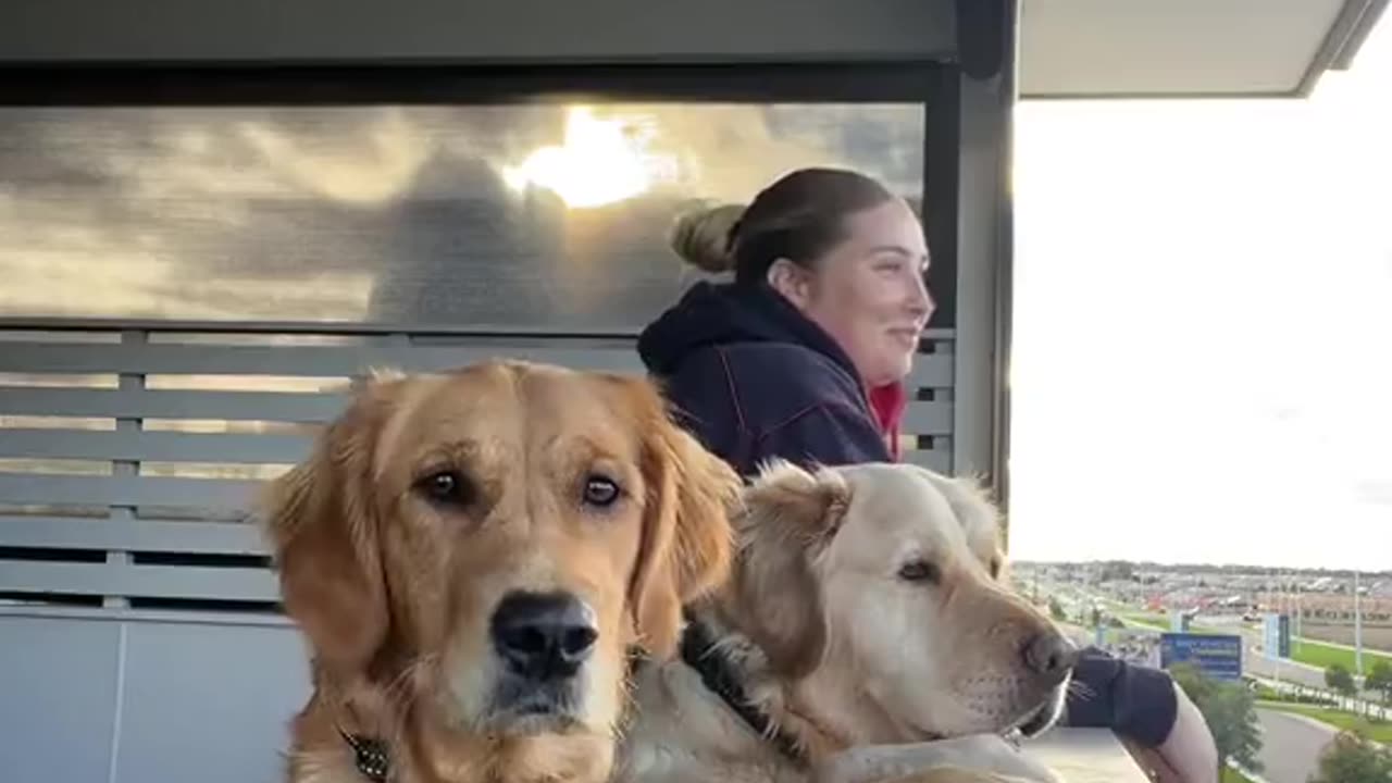 My Goldens Admire the View With Me