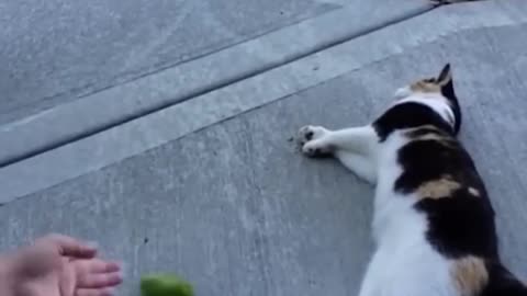 Funny videos