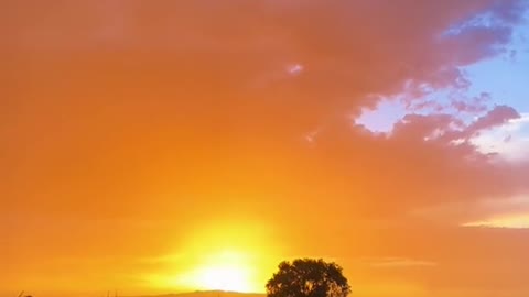 Illuminated 🌳 #nature #Outdoors