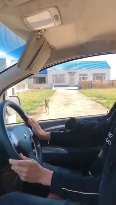 Funny cat and dog clips