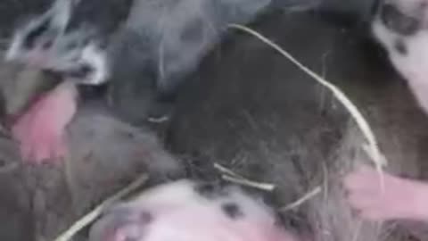 What is Nesting? Clove's 1st Litter #rabbits #babyanimals #nature w/ 528 Hz Tuning #frequencyhealing #peace #528hz